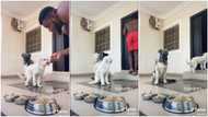 Nobody should touch this food - Nigerian man warns his dogs, goes inside house in video, people react