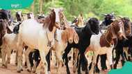 How much to start goat farming in Nigeria? Costs, running expenses and profit, all broken down