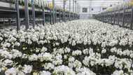 Taiwan's orchid growers dig in as US tariffs shoot up