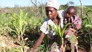 Climate change: Experts rally stakeholders as Nigeria, others celebrate World Environment Day