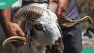 Eid el Kabir 2024: How, when to sacrifice, share Sallah ram