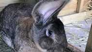 Darius: World's biggest rabbit disappears from its home, owner offers N523k as police begin hunt