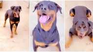 Was it human before? Reactions as Nigerian man speaks to his dog in Yoruba, it responds, viral video wows many
