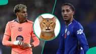 Chelsea vs Barcelona: Mysterious cat which predicted CWC final, chooses UCL match winner
