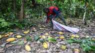 Top producer Ivory Coast fears for cocoa output after rains