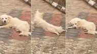 "Stop spreading your legs": Nigerian man blows hot, warns female dog in hilarious video