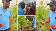 Ex-President Obasanjo visits farm of Nigerian man that grows crops in the air, plucks tomatoes in photos