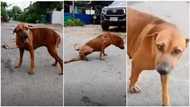 Clever dog pretends it has a broken leg to get food, special attention from people in video