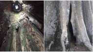 Amakama Wooden Cave: Famous, gigantic tree in southeast Nigeria whose hollow can comfortably house 20 adults