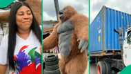 Businesswoman overjoyed as her second container arrives in grand style, video trends