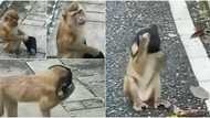 He wears it better than most humans: Social media reacts as video shows monkey wearing face mask amid pandemic