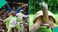 South African replies 196-year-old tortoise who predicted outcome of Bafana Bafana vs Super Eagles, video