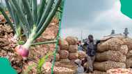 FG launches intervention programme to support onion farmers