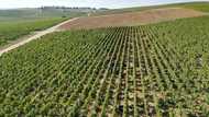 Champagne makers cut harvest as global outlook fizzles out
