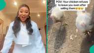 Nigerian lady warns chickens to go back as they follow her after she sold them, video amuses people