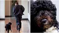 Lost a true friend: Barack Obama, family mourn death of beloved dog Bo