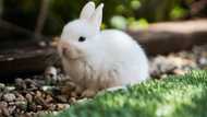 Cute bunny names: find a perfect name for your long-eared friend