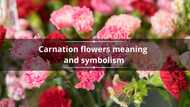 Carnation flowers meaning: what do the different colours symbolise?