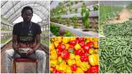 Nigerian farmer who grows crops in the air stuns the internet with his massive harvest, photos cause stir