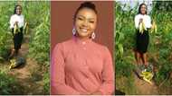 Gorgeous Nigerian law student reaps bountiful maize harvest, shares cute photos as she inspires others