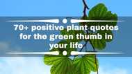 70+ positive plant quotes for the green thumb in your life