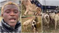 “Akoi cow lee”: Portable brags as he buys 5 cows, 2 rams for sallah, shows them off in video, fans react