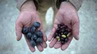 'Stress test': Olive oil producers adapt to climate change