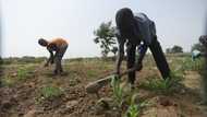 Are Nigerian farmers safe? 165 killed in March as bandits rampage across states