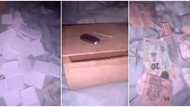 Nigerian man in disbelief as he finds out money saved in his piggy bank has turned to paper, shares video