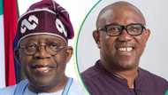 Breaking: Tinubu, Shettima can't challenge Peter Obi's candidacy, tribunal rules