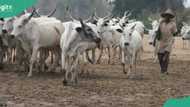 Breaking: Tension as OPC, Amotekun, others clash with herdsmen in Oyo