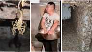 "N30 billion per gallon": Man builds farm, breeds millions of deadly scorpions and milks their venom