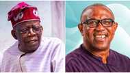 President Tinubu’s camp speaks on Labour Party, Peter Obi repeating 2023 performance in 2027