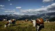 Dry summer puts squeeze on French Alps cheese