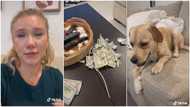 "It is frustrating": Dog chews up owner's dollars before she comes back home, lady cries bitterly in video