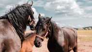 Magnificent horse names that match your four-legged friend