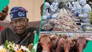 FG rolls out nationwide livestock empowerment programme, targets 1000 youths per state