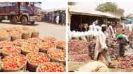 Fate turns against northern farmers as they lament, lose big time in onion, tomato trade