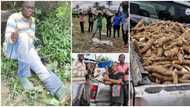 Government official takes his family to the farm to harvest cassava, photos go viral and cause huge stir