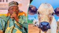 Over 1,600 cows worth millions stolen as bandits invade Kano