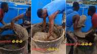 "It costs N2.5 million in Abuja": Nigerian fisherman displays 2 huge fishes for sale, video stirs reactions