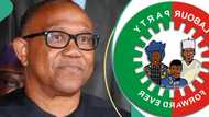 Labour Party changes 'obidient directorate' after backlash from Peter Obi