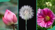 23 popular Chinese flowers and what they mean in popular culture