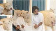 Man plays with two lionesses on bed, puts his arm into the mouth of one of them in stunning video, many react