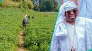 Ogun community raises alarm over farmland invasion, Appeals for govt intervention
