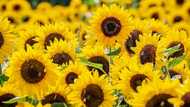 Beautiful sunflower quotes, sayings, puns, and memes to make your day