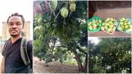 Nigerian man shares photos of village tree that produces 10,000 mangoes every year, many react