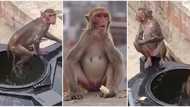 Na pool party: Wild Monkeys take over home in Lagos, swim inside storage tank, stunning video excites people