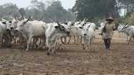 Panic as 4 herdsmen killed, hundreds of cows stolen as gunmen attack herders' settlement in Anambra