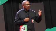 Obidient Movement leader speaks on Peter Obi dumping Labour Party